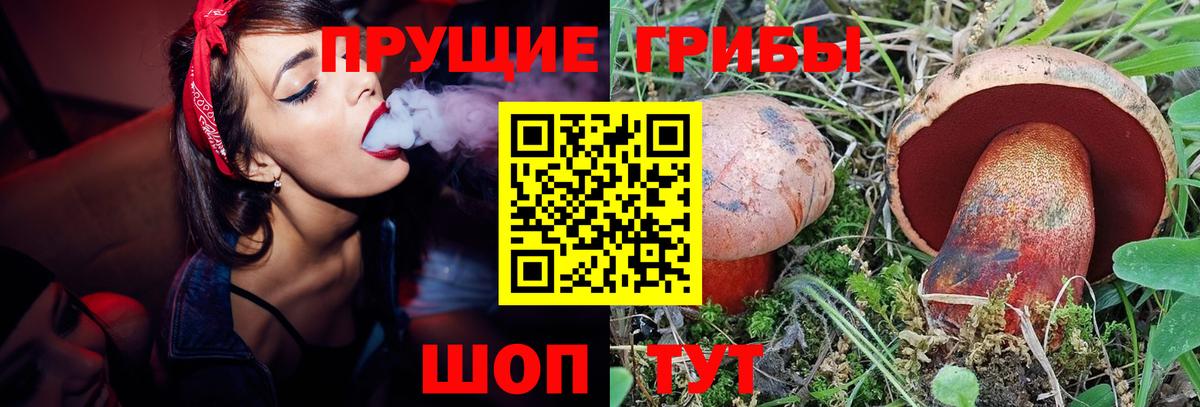 Псилоцибиновые грибы Psilocybe Белореченск
